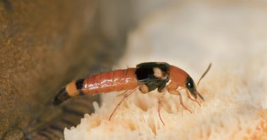 5 Fakta Semut Charlie dan Cara Pengobatannya